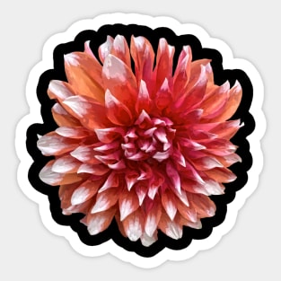 Pretty Red Dahlia Botanical Bee Flower Annual Garden Sticker